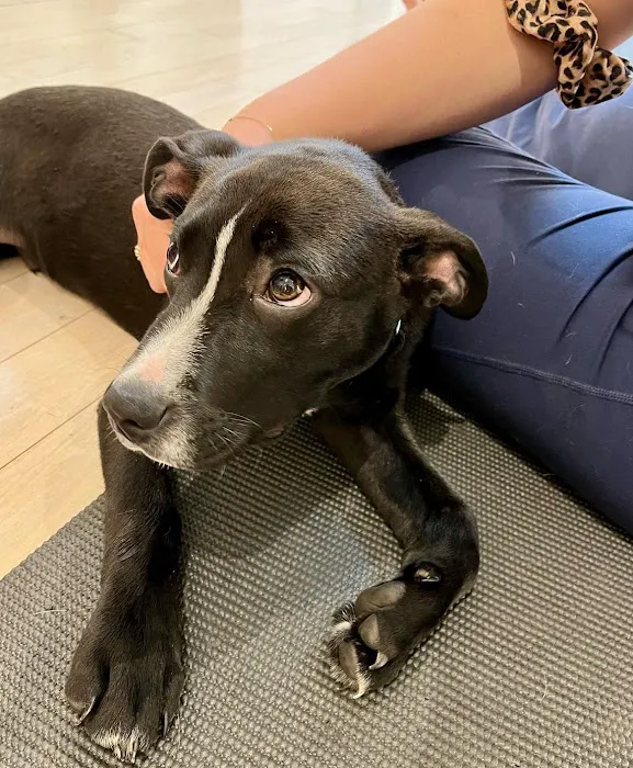 Woof Wellness 5